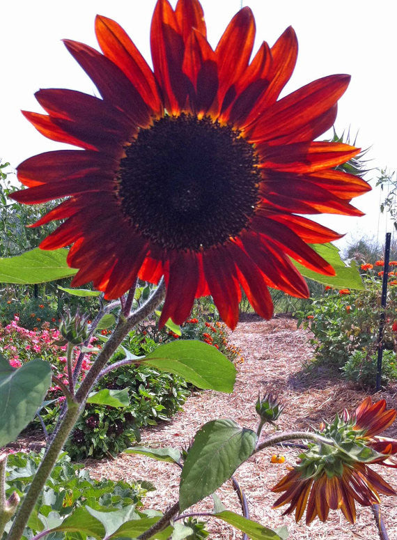 Velvet Queen Sunflower Seeds, Red Sunflowers, Great for Cut Flower Gardens