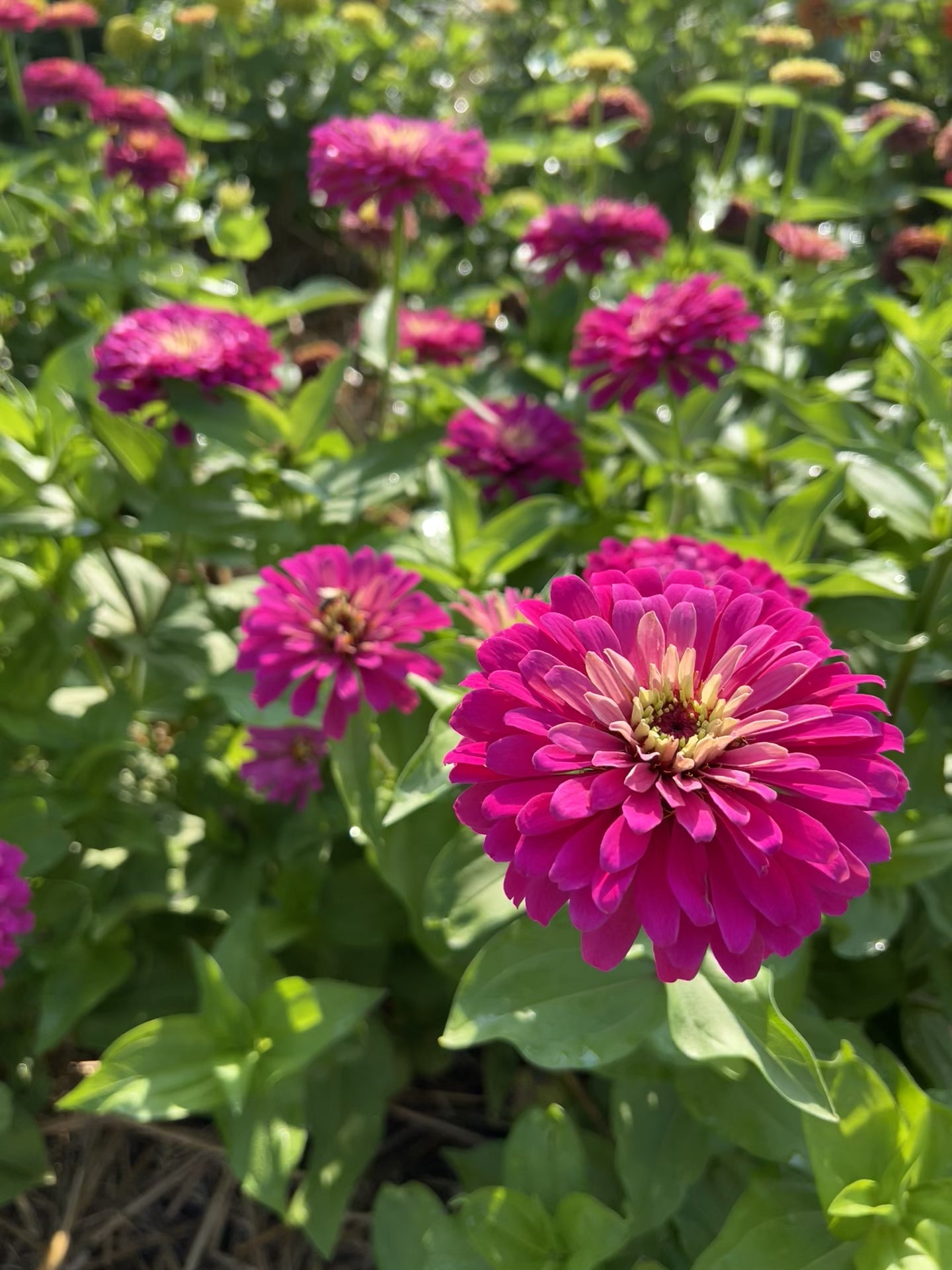 Uproar Rose Zinnia, Large Double Pink Zinnia, Excellent Cut Flower