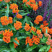native butterfly weed asclepias tuberosa 
