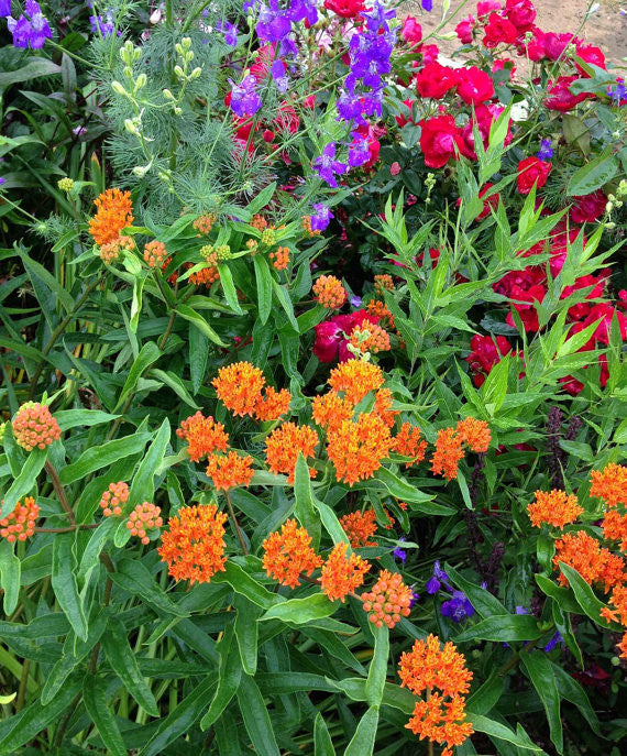 Butterfly Weed Seeds Monarch Host Plant Asclepias tuberosa