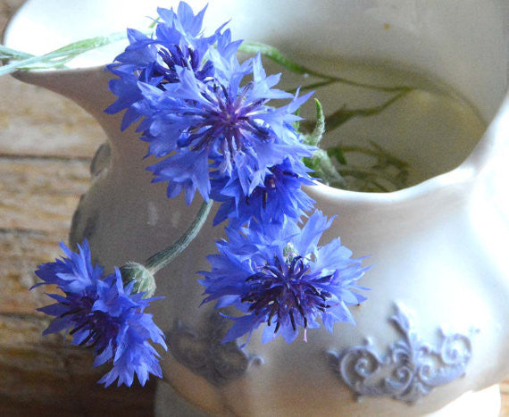 Centaurea cyanus 'Blue Diadem' Bachelor's Buttons
