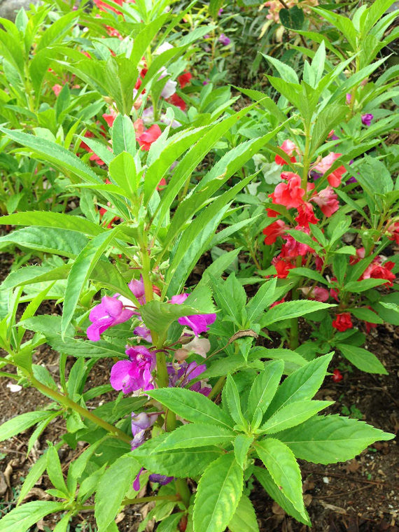 Impatiens balsamina seeds for sale mixed colors