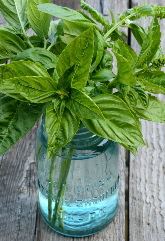 Sweet Basil in the herb garden