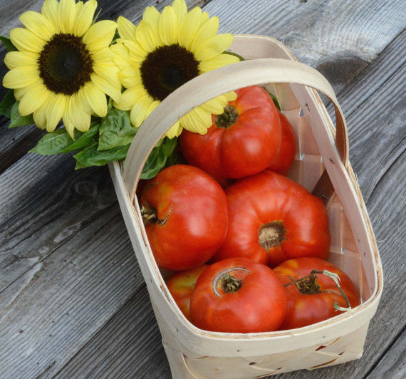 Italian Beefsteak Tomato Heirloom Tomato Seeds