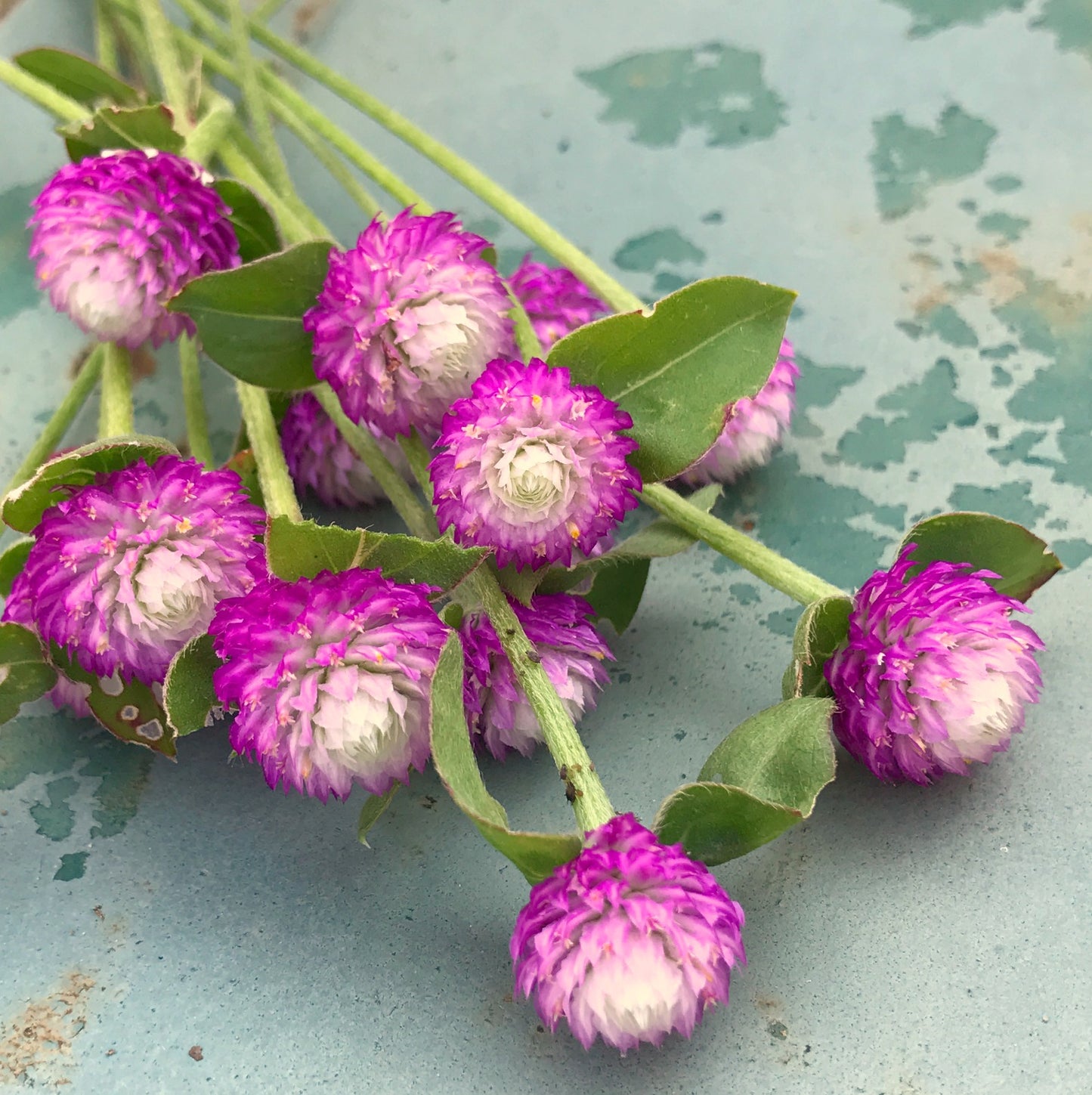Rose Gomphrena seeds
