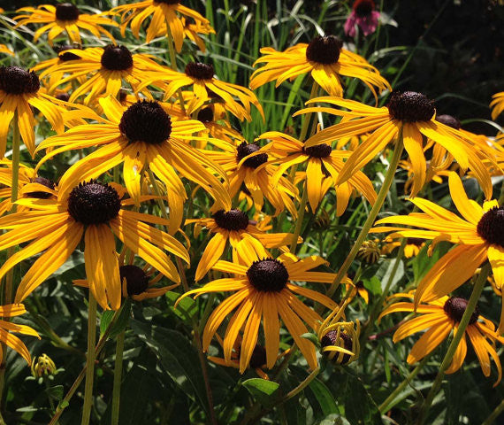 Black Eye Susan Seeds