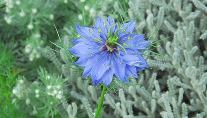 Blue Love in a Mist Flower Seeds