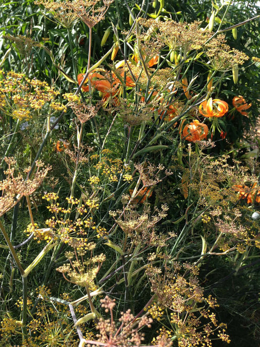 Bronze Fennel Seeds Foeniculum vulgare