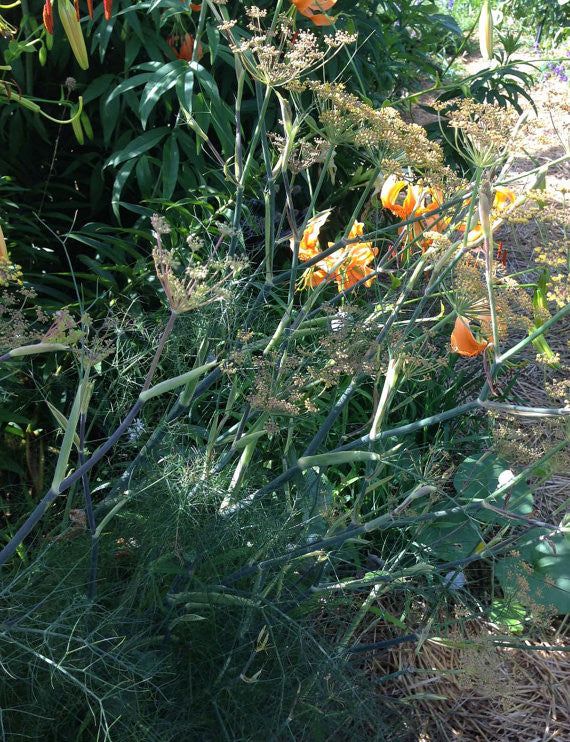 Foeniculum vulgare Bronze Fennel Butterfly Host Plant