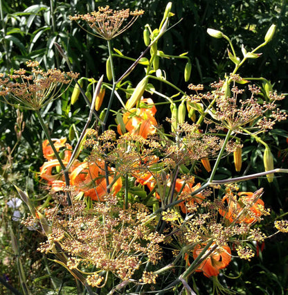 Bronze Fennel Seeds Foeniculum vulgare