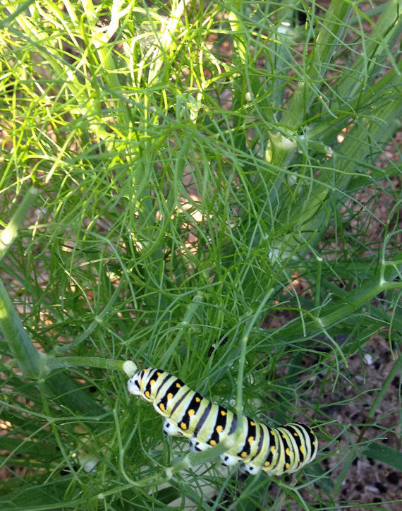 Bronze Fennel Seeds, Foeniculum vulgare Butterfly Garden Host Plant Mountainlily Farm