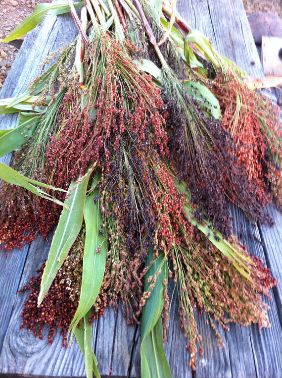 Sorghum bicolor Mixed Broomcorn Seeds