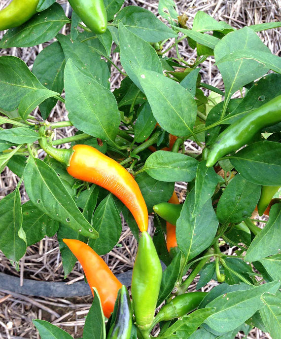 Bulgarian Carrot Heirloom Pepper Seeds