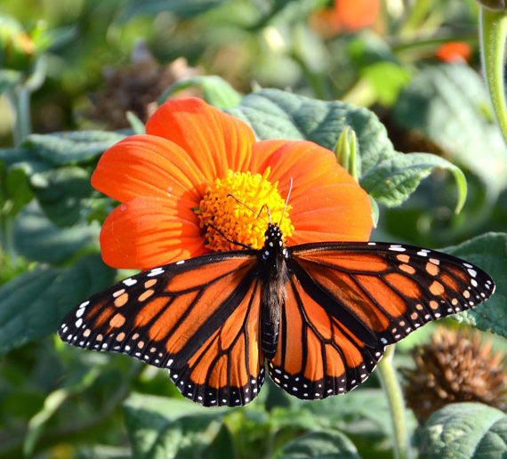 Butterfly Garden Seed Kit, Heirloom Seeds for Butterfly Garden and Pollinator Gardens