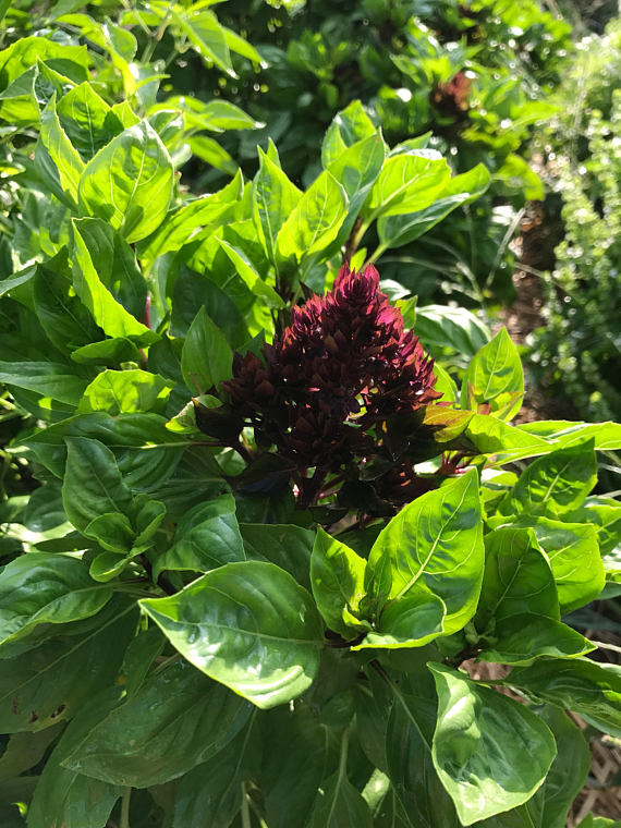 Cardinal Basil Seeds Thai Basil Great for the Herb Garden