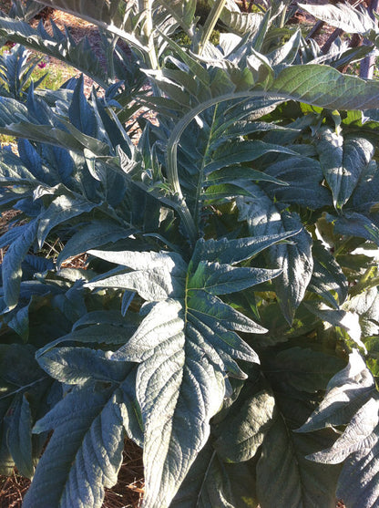 Silver foliage of the Cardoon plant