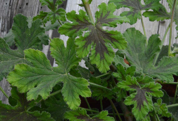 Scented Geraniums for the Herb Garden