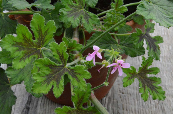 Chocolate Peppermint Scented Geranium