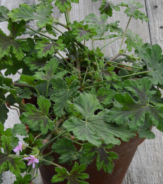 Scented Geranium Chocolate Peppermint Plant