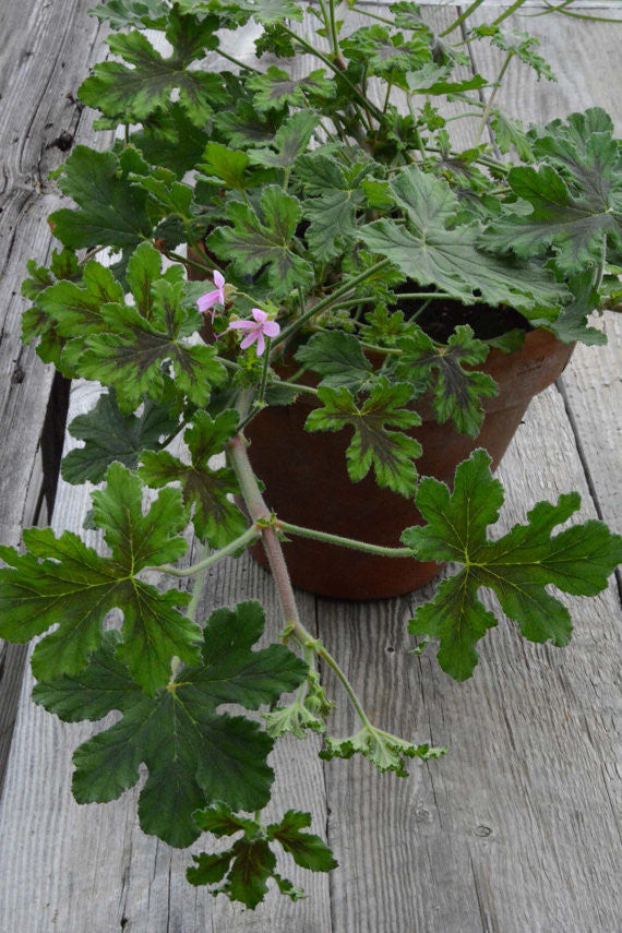 Fragrant Pelargonium Peppermint Chocolate