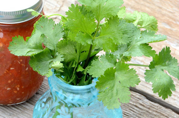 Slow Bolt Cilantro Seeds