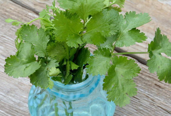 Cilantro Seeds Slow Bolt Cilantro