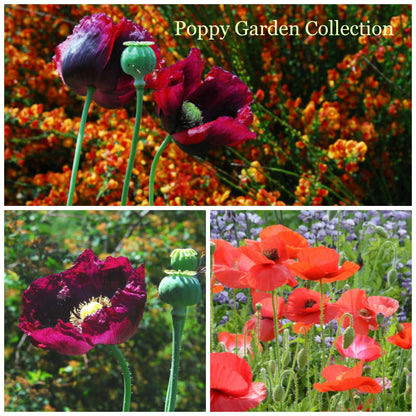 Poppy Seed Collection, Easy to Grow Poppies