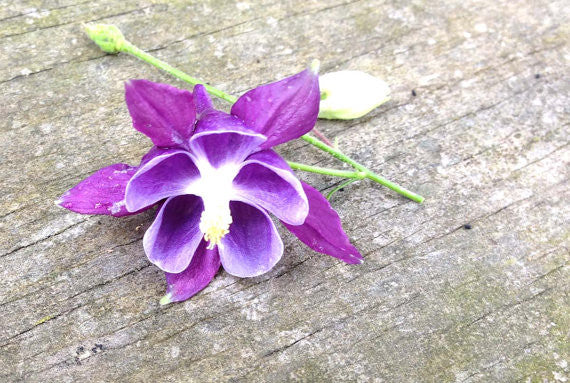 Mixed Columbine Seeds