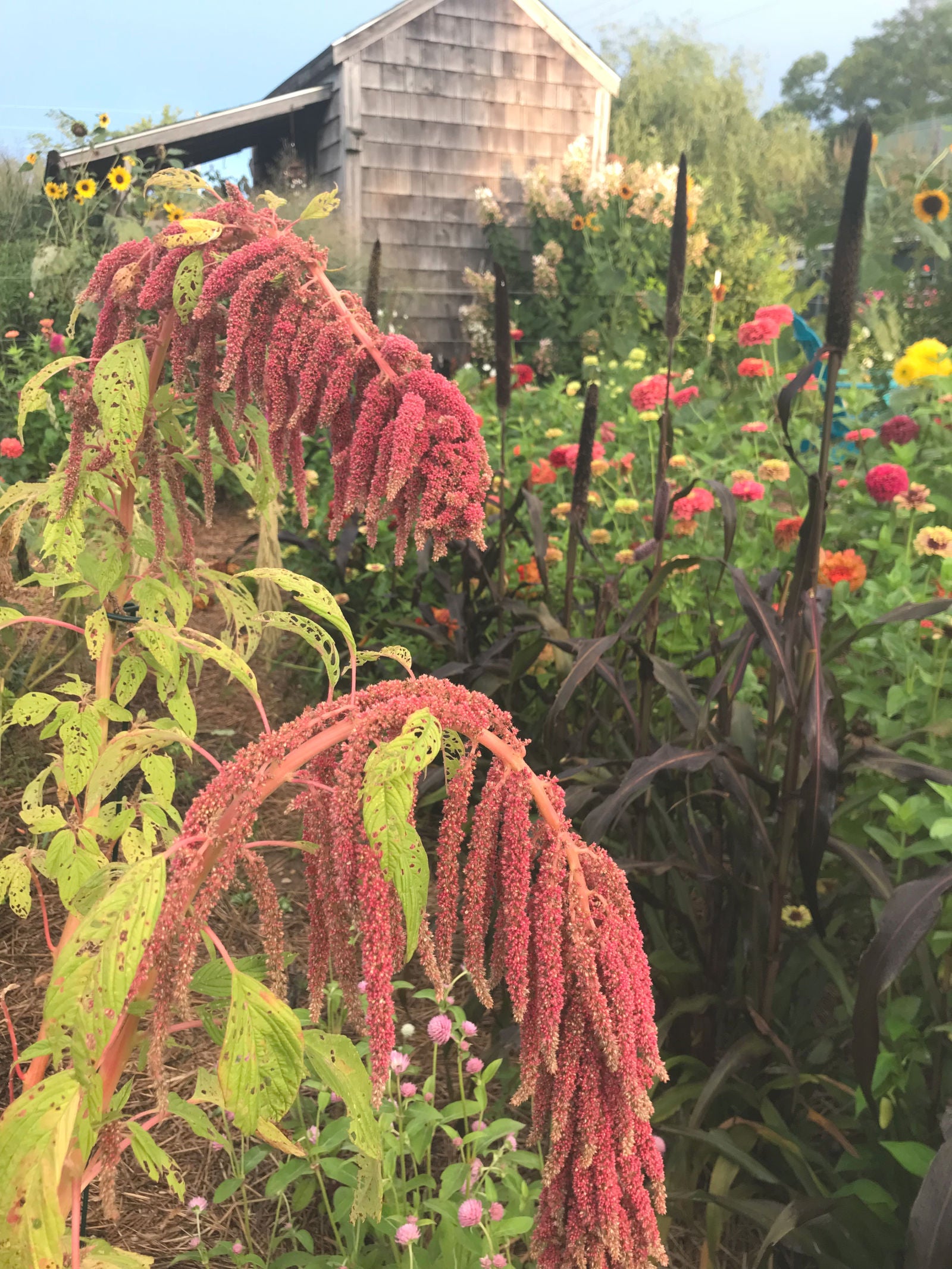 amaranth house plant Coral Fountains Amaranth Seeds, Great for Cut Flower Garden and Cottage Gardens
