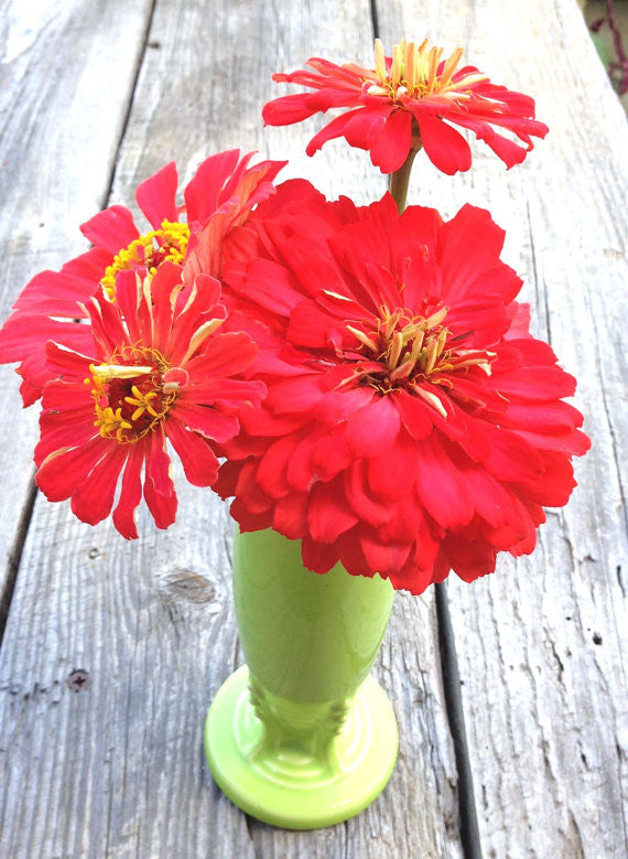 Coral Zinnia Cottage Garden Favorite