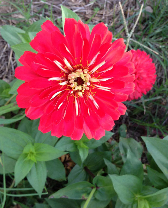 Zinnia elegans Large Coral Zinnia