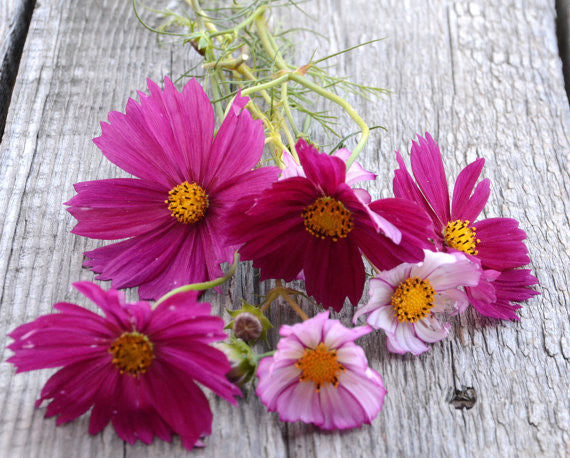 Mixed Cosmos bipinnatus Seeds