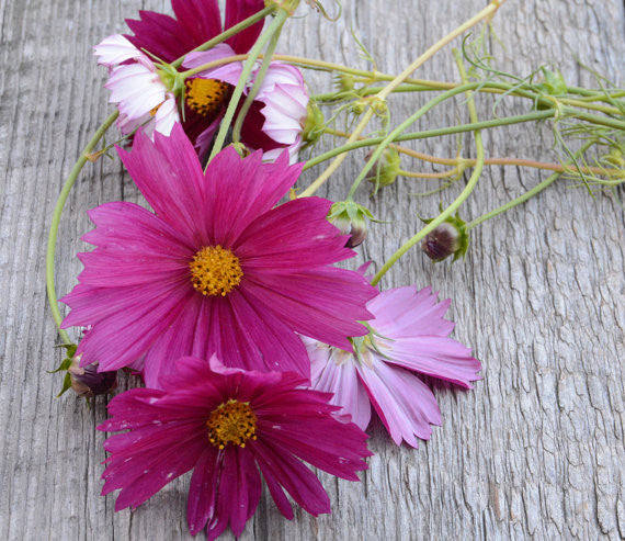 Mixed Colors Cosmos Seeds