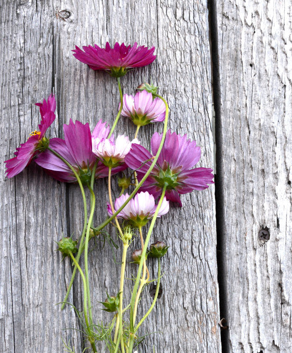 Pink Wildflower Seed Mix