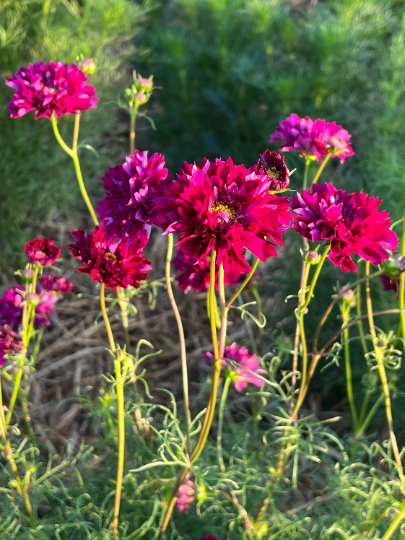 double cranberry cosmos in the garden