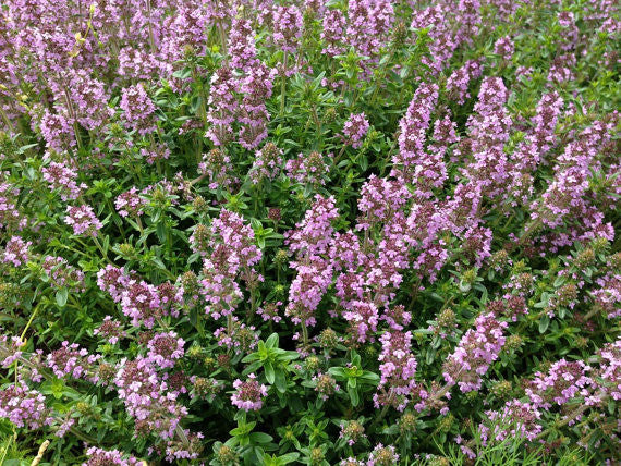 Thymus serphyllum Creeping Thyme in bloom