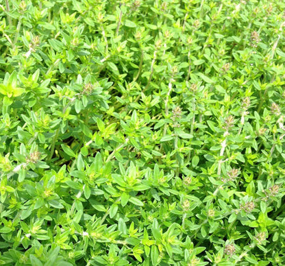 Thyme Groundcover and bee plant