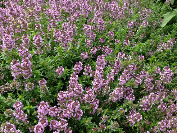 Creeping Thyme Thymus serphyllum 