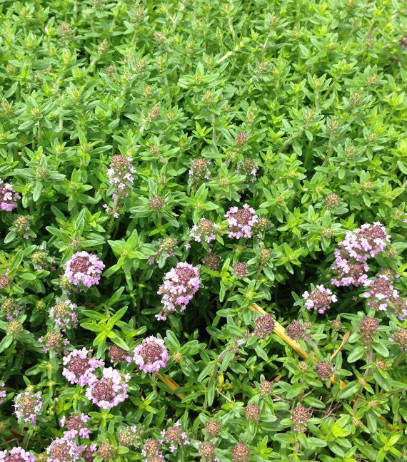 Pink flowering creeping thyme in the herb garden