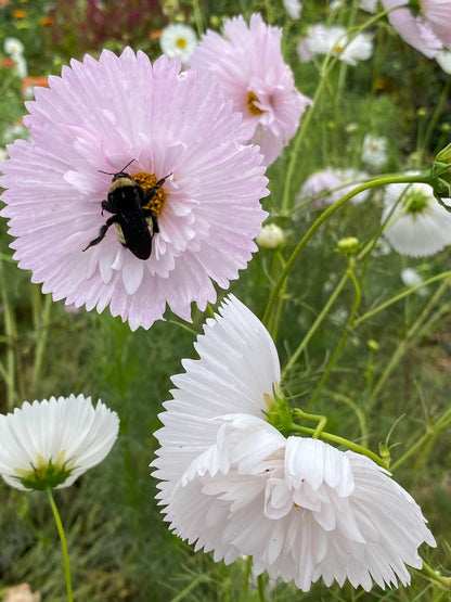 pollinators love cup and saucers cosmos