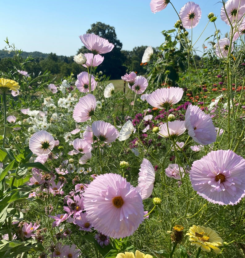 30 Cosmos Cupcakes Blush Seeds – Pink & White Annual Flowers For Summer/Fall