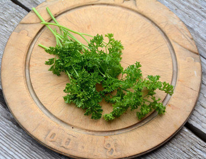 Curled Parsley Seeds 