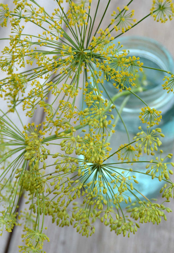 Dill Seeds Anethum graveolens Seeds