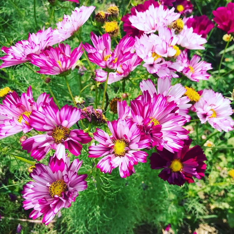 Violet Double Click Cosmos Seeds