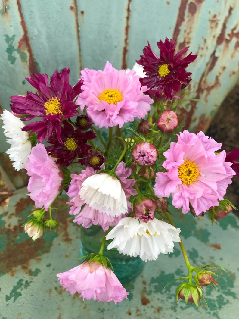 Cosmos Seeds for Wildflower Gardens