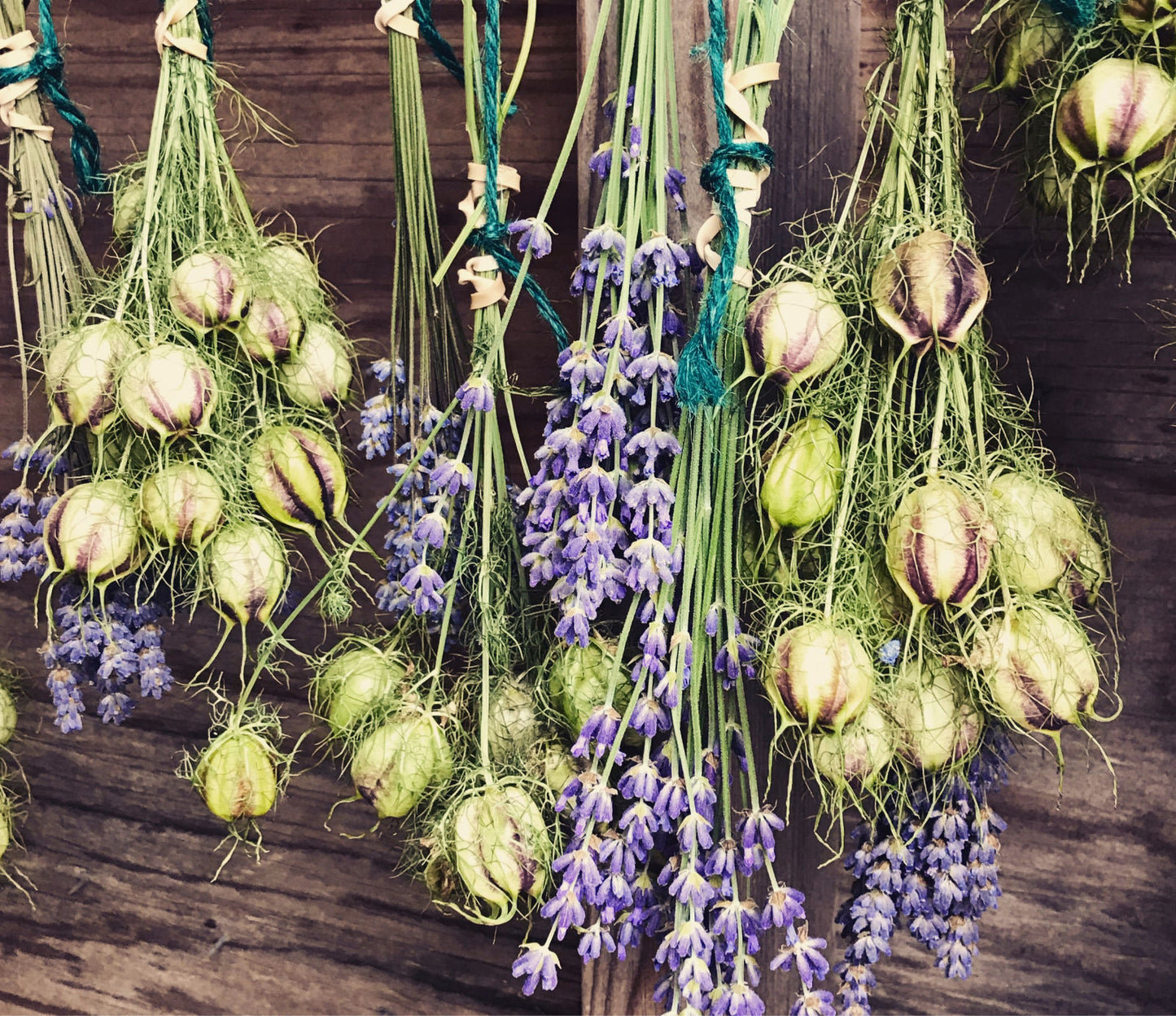 Lavender flowers in drying shed