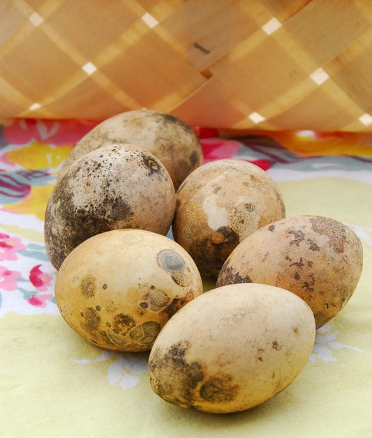Nest egg gourds for crafts