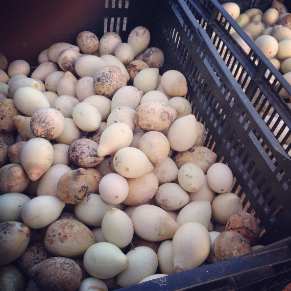 Nest Egg Gourd Harvest