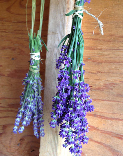 English Lavender Harvest Flowers for Drying