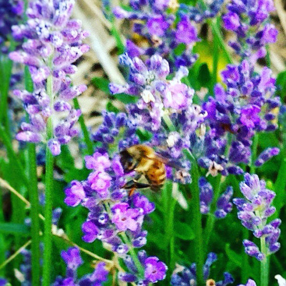 Lavender Flowers Are Great For Bee Friendly Gardens